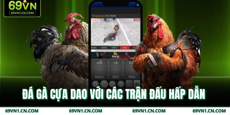 Đá gà cựa dao với các trận đấu hấp dẫn 