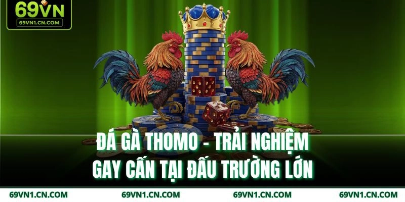 Đá Gà Thomo – Trải Nghiệm Gay Cấn Tại Đấu Trường Lớn