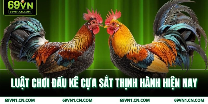 Luật chơi đấu kê cựa sắt thịnh hành hiện nay Luật chơi đấu kê cựa sắt thịnh hành hiện nay